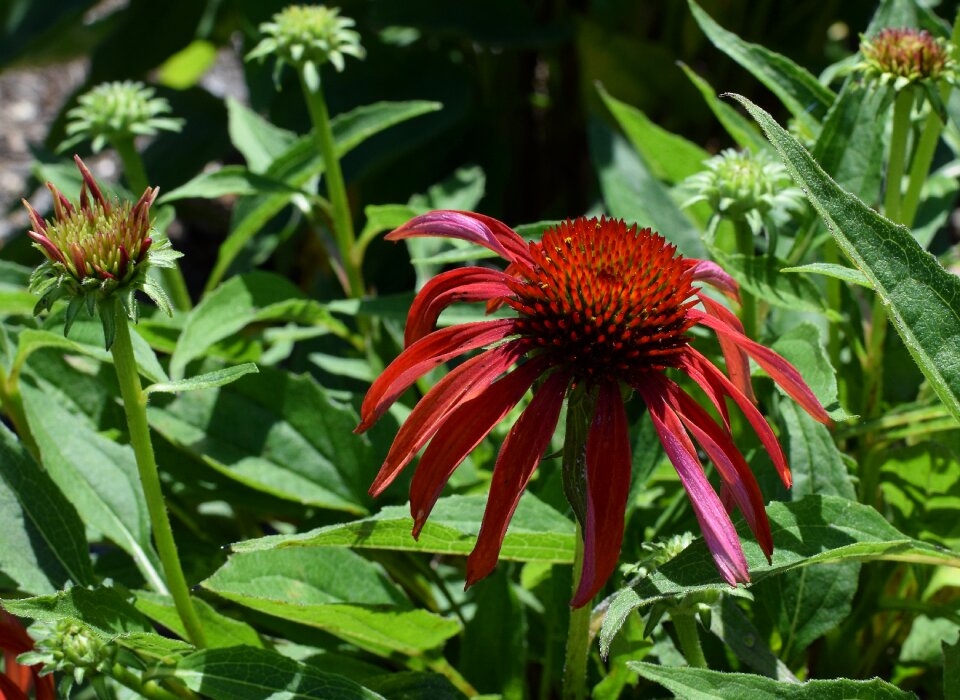 Medicinal garden summer