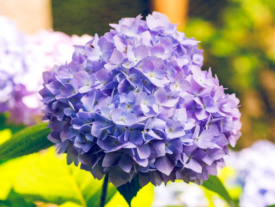 Plant garden nature
