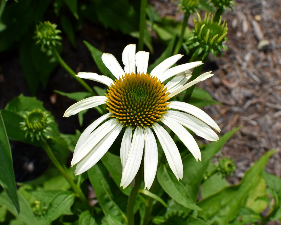 Medicinal garden summer