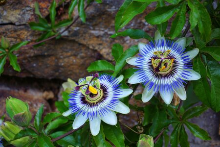 Nature blue passionflower garden