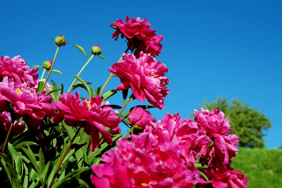 Flower fragrant fragrance
