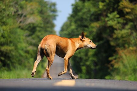 Animals street there are no residential