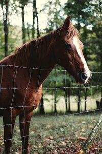 Horse mane outdoors photo