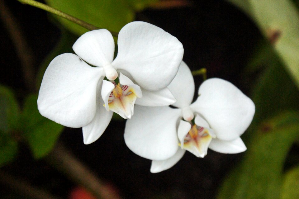 White nature tropical