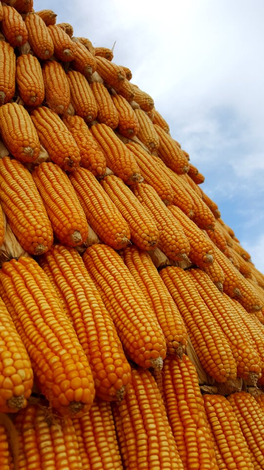 Corn sky plant