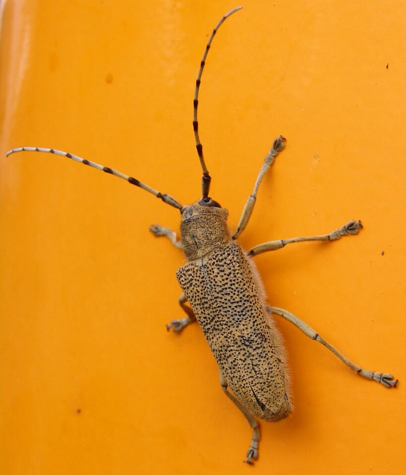 Insect beetle nature