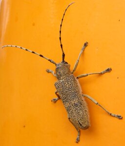Insect beetle nature