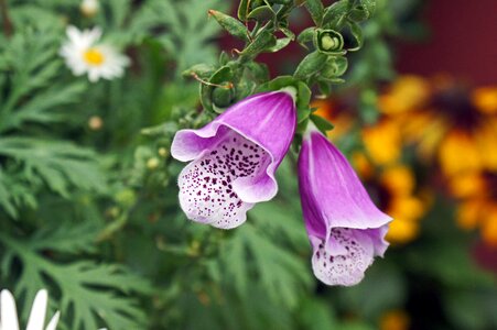 Pink nature plant