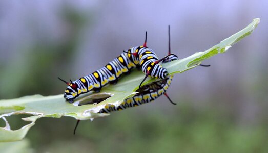 Butterfly caterpillar calotropis photo