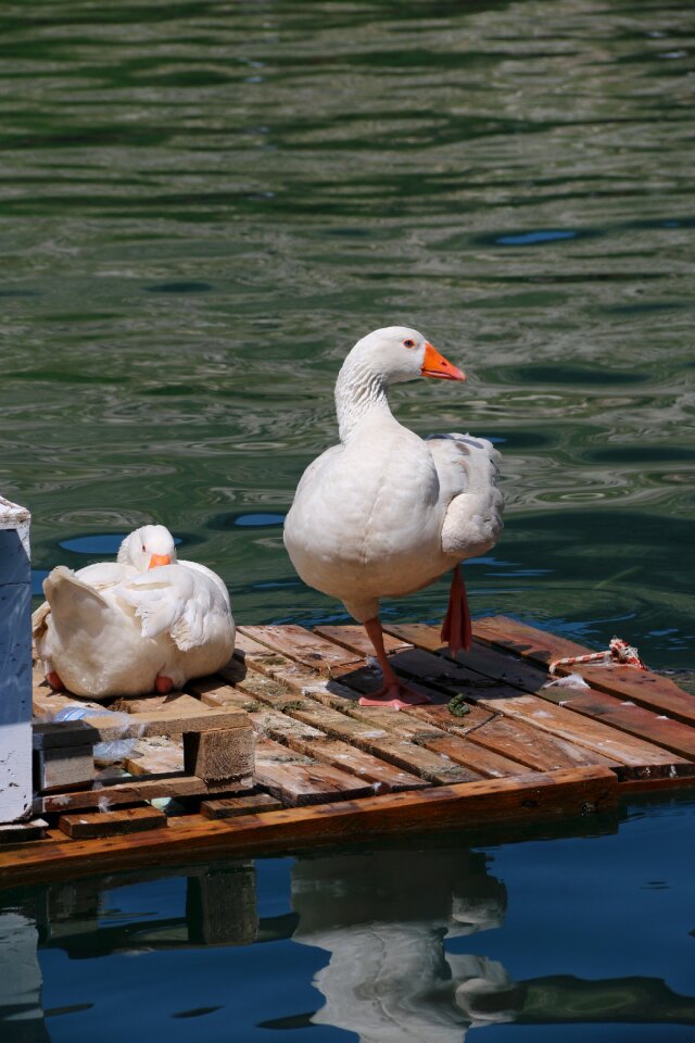 Animal peace nature