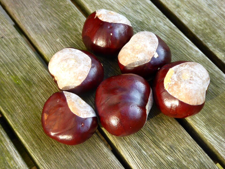Fruits nature brown