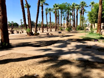 Palm Grove, Luxor Temple, Luxor, LG, EGY 