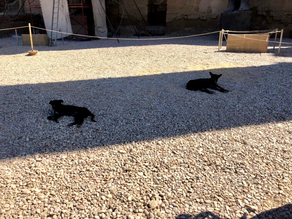 Stray Dogs, Luxor Temple, Luxor, LG, EGY 