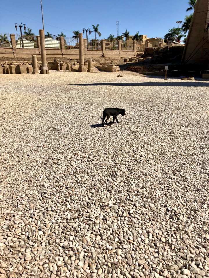 Stray Dog, Luxor Temple, Luxor, LG, EGY 