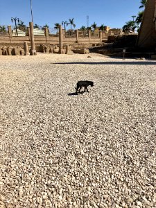 Stray Dog, Luxor Temple, Luxor, LG, EGY 