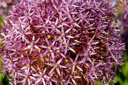 Blossom bloom purple