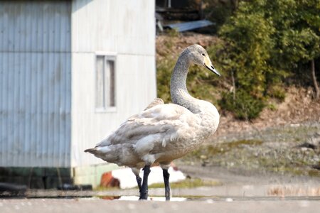 Young bird waterfowl wild birds
