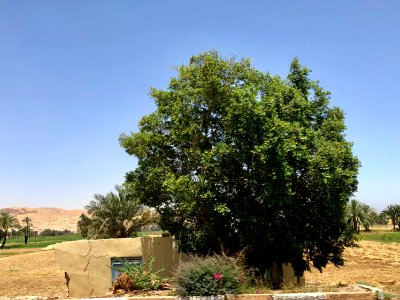 Al Tmsalyn, Luxor, LG, EGY 
