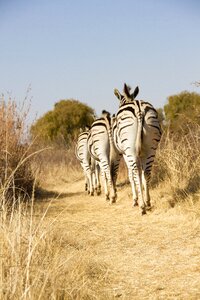 Wildlife africa zebra