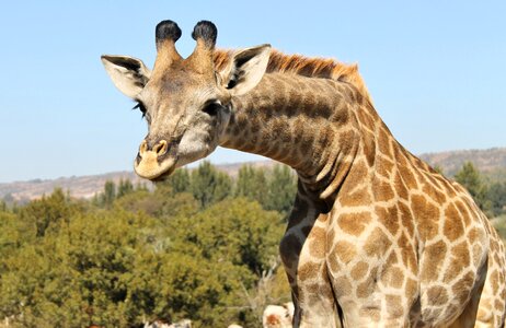 Wild animal neck