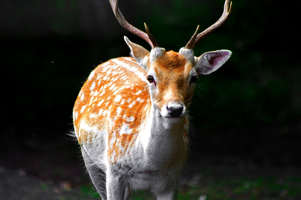 Wild animal wildlife