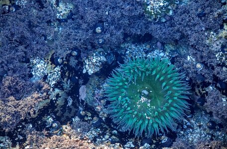 Oceanic underwater sea life photo