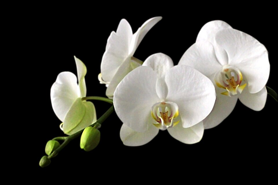 White blossom bloom