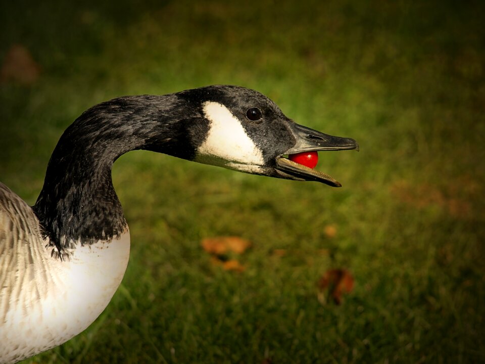 Grass waterbird park