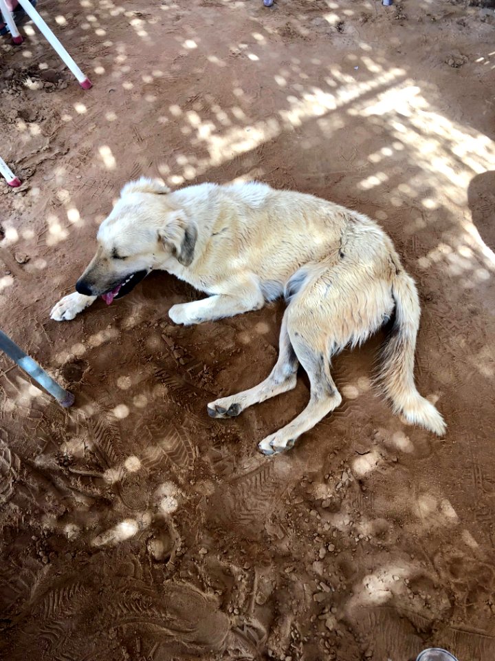 Stray Cafe Dog, Abu Simbel, AG, EGY 