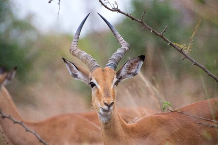 South africa antelope animal photo