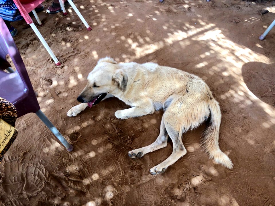 Stray Cafe Dog, Abu Simbel, AG, EGY 