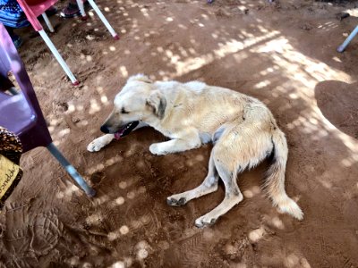 Stray Cafe Dog, Abu Simbel, AG, EGY 