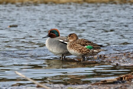 Waterfowl wild birds wild animal photo