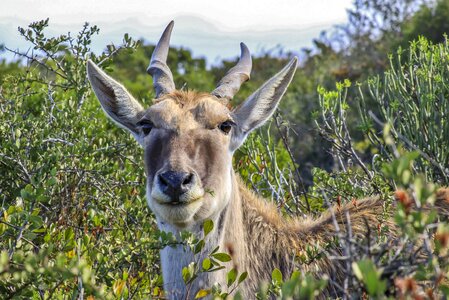 Wildlife animal nature
