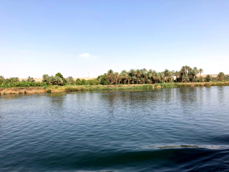 Tree Grove Along the Nile River, El Allaqi, AG, EGY 