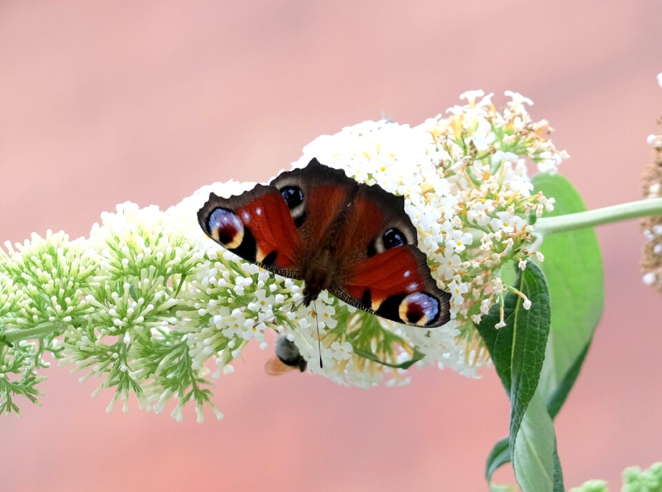 Summer lilac garden flowers nature