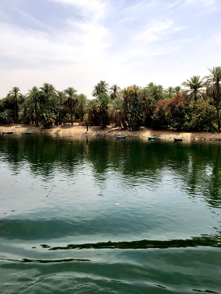 Grove of Trees, Nagaa Al Fuqara, AG, EGY 