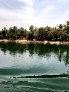 Grove of Trees, Nagaa Al Fuqara, AG, EGY 