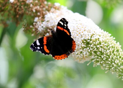 Buddleja davidii nature butterfly
