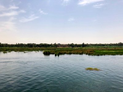 Wetlands, Nile River, Nagel-Gesira El-Gedida, AG, EGY 