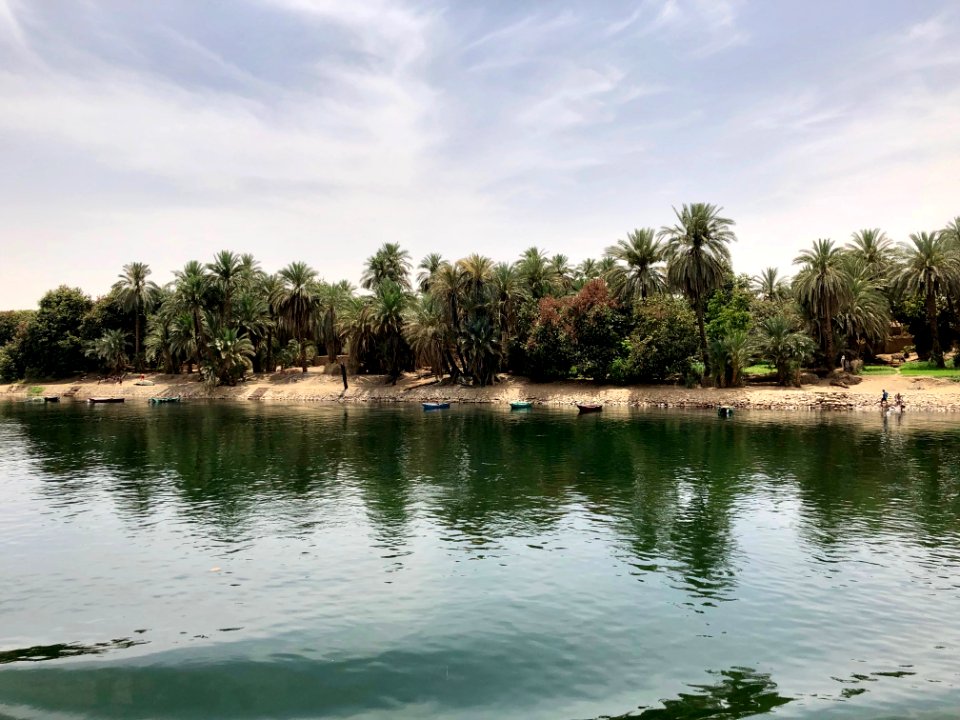 Grove of Trees, Nagaa Al Fuqara, AG, EGY 