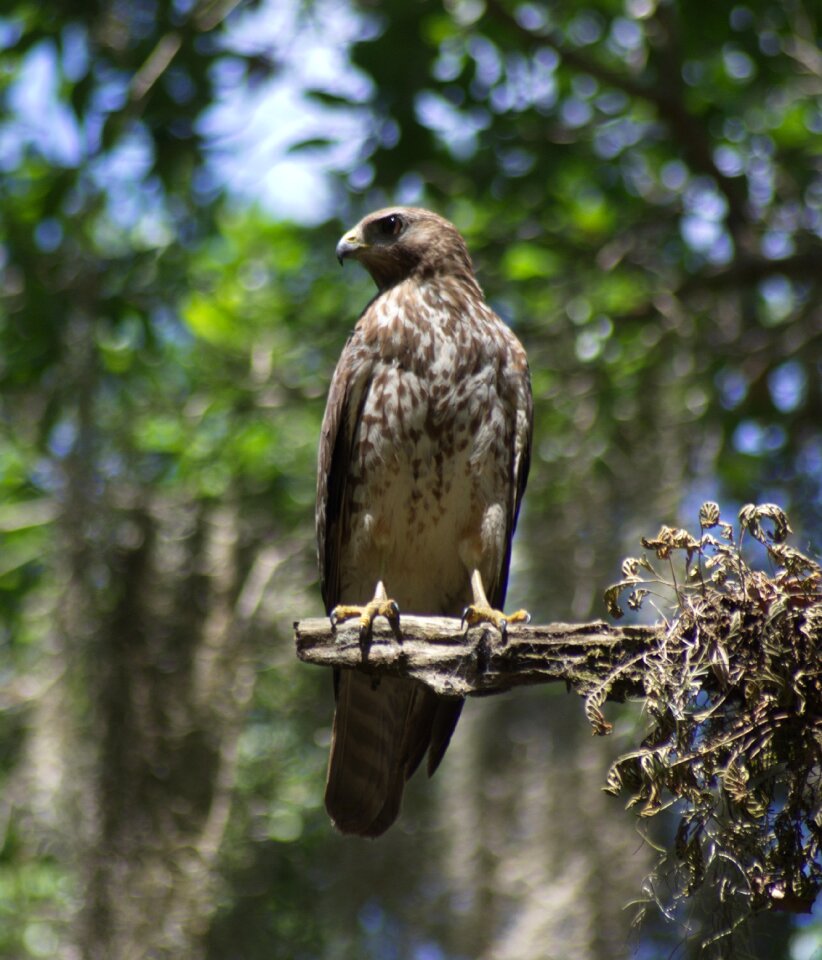 Predator hawk falconry