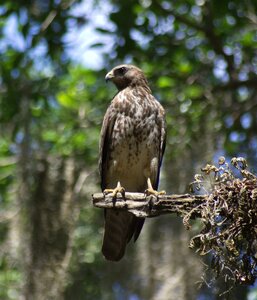 Predator hawk falconry photo