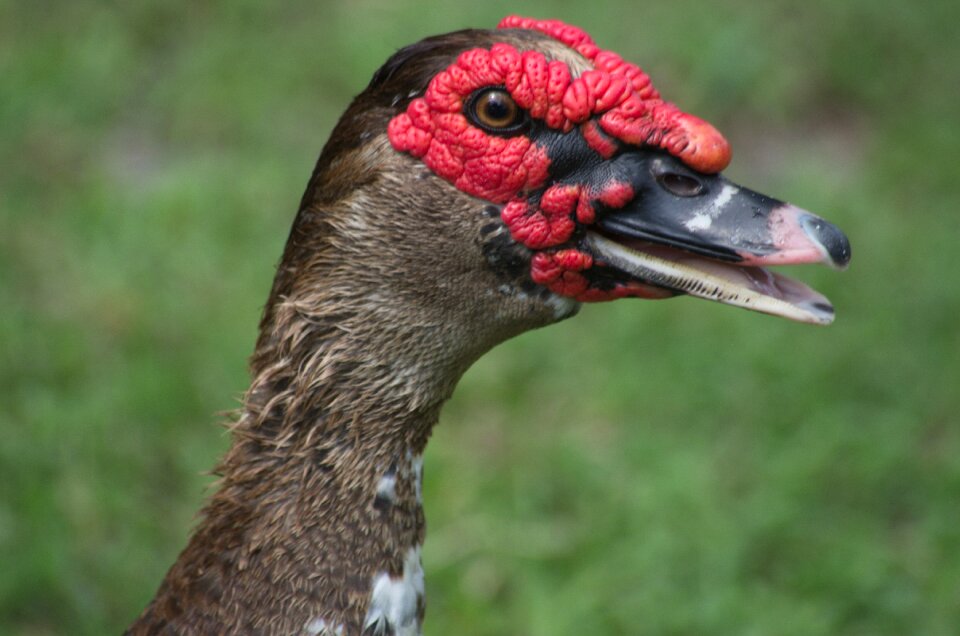 Animal beak ugly photo