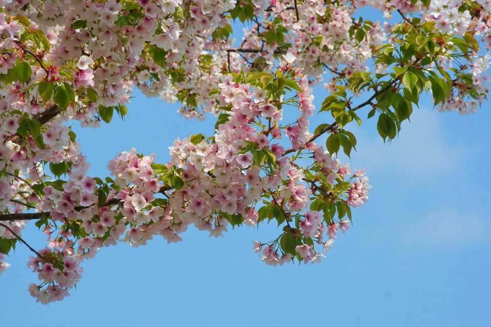 Pink faint pink blue sky