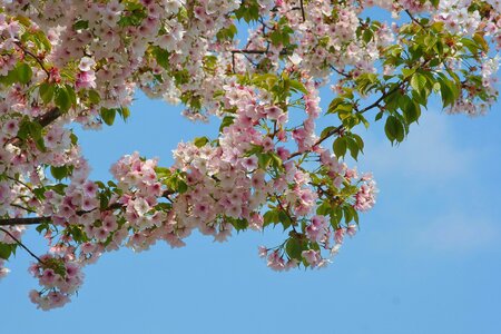 Pink faint pink blue sky