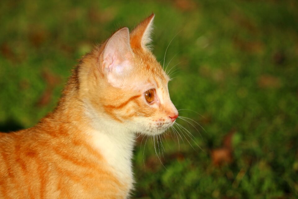 Red cat young cat cat baby
