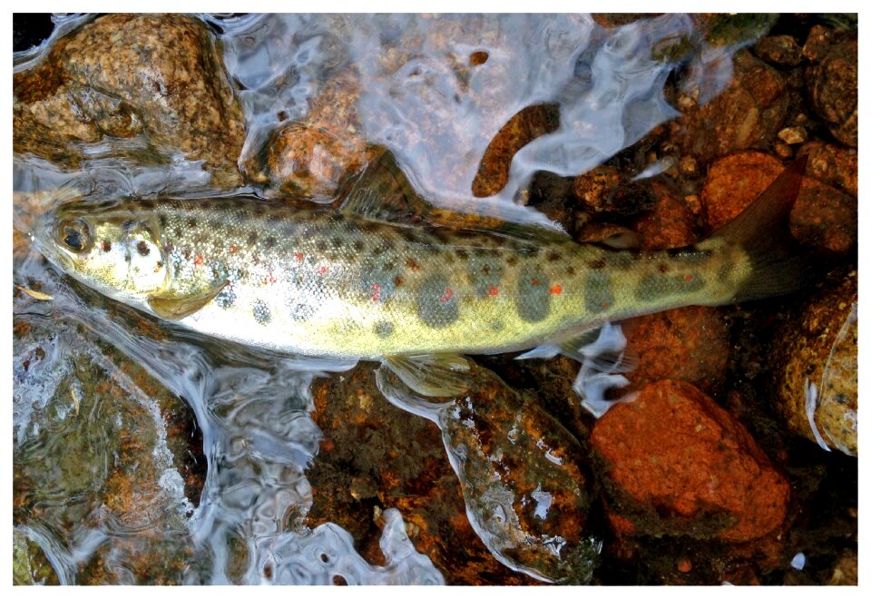Fishing nymph salmon