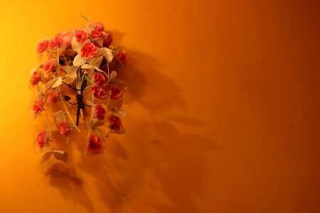 Shade still photographs