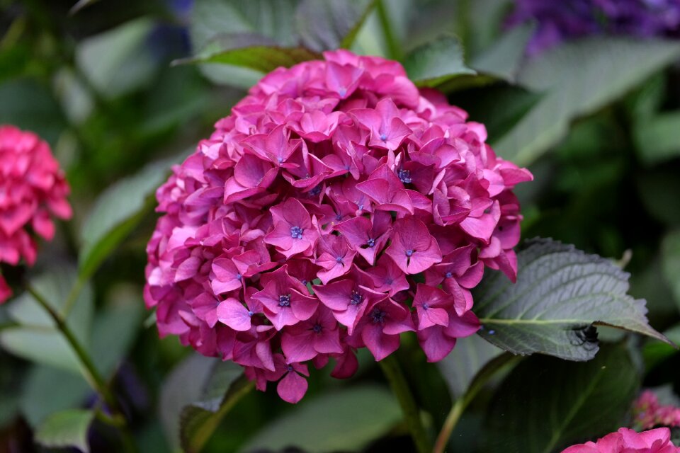 Bloom garden hydrangea flower